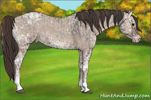 Horse Color:Blue Onyx Ice Roan  and Classic Champagne Ice Roan 