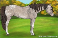 Horse Color:Blue Onyx Ice Roan  and Classic Champagne Ice Roan 