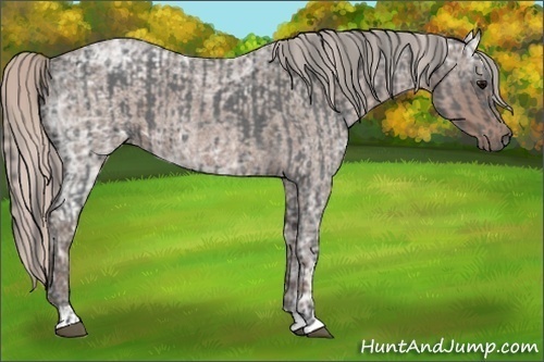 Horse Color:Blue Ice Roan  and Silver Blue Ice Roan 