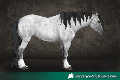 Horse Color:Blue Ice Roan and Gray Blue Ice Roan