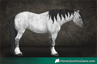 Horse Color:Blue Ice Roan  and Gray Blue Ice Roan 