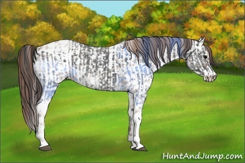Horse Color:Black Ice Tobiano  and Classic Champagne Ice Roan Near Leopard 