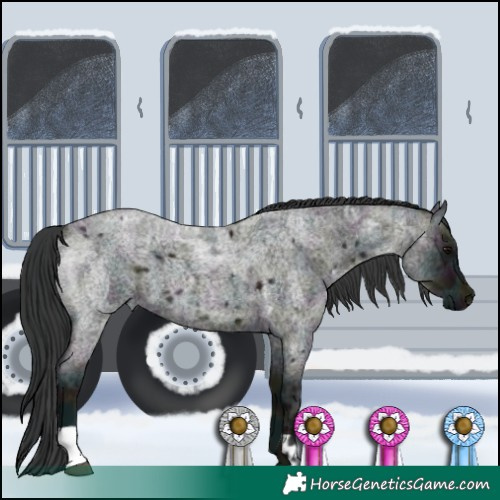Horse Color:Midnight Blue Ice Roan and Midnight Blue Ice Roan