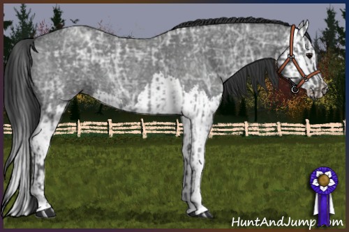 Horse Color:Blue Ice Roan  and Blue Ice Roan Splash 