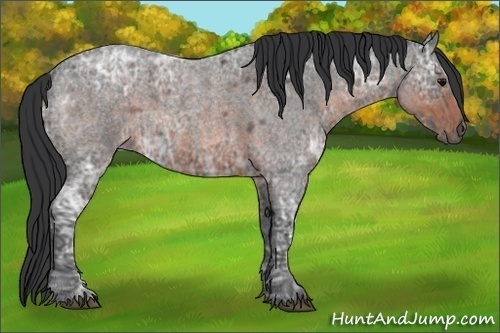 Horse Color:Blue Ice Roan and Brown Ice Roan