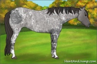 Horse Color:Blue Ice Roan and Smoky Blue Ice Roan