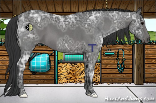 Horse Color:Blue Ice Roan  and Blue Ice Roan 