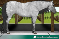 Horse Color:Blue Ice Roan  and Blue Ice Roan 