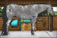 Horse Color:Blue Ice Roan and Blue Ice Roan