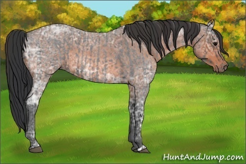 Horse Color:Blue Ice Roan  and Bay Ice Roan 