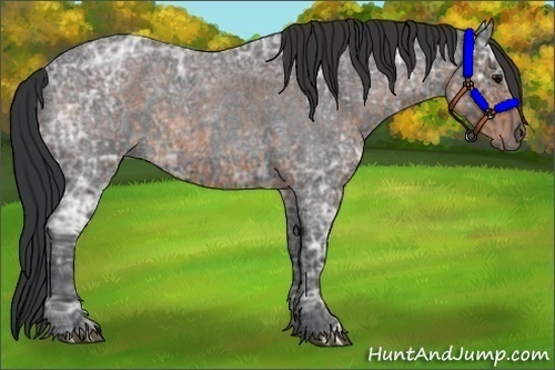 Horse Color:Blue Ice Roan  and Brown Ice Roan 