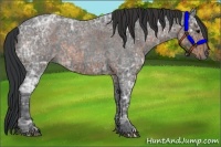 Horse Color:Blue Ice Roan and Brown Ice Roan
