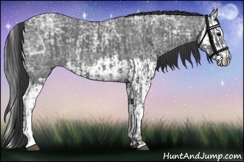 Horse Color:Blue Ice Roan and Blue Ice Roan Splash