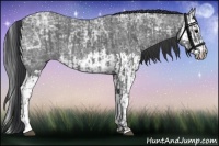 Horse Color:Blue Ice Roan and Blue Ice Roan Splash