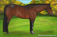 Horse Color:Bay and Gray Bay