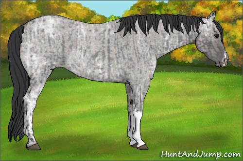 Horse Color:Blue Ice Roan and Grullo Ice Roan