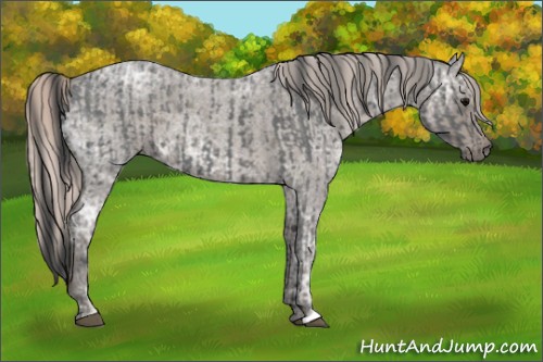 Horse Color:Blue Ice Roan  and Silver Blue Ice Roan 