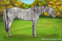 Horse Color:Blue Ice Roan and Silver Blue Ice Roan