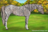 Horse Color:Blue Ice Roan and Silver Blue Ice Roan