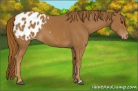 Horse Color:Chestnut Appaloosa 