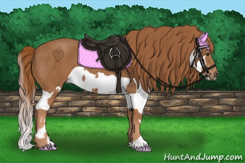 Horse Color:Chestnut  and Chestnut Splash 