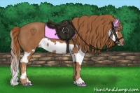 Horse Color:Chestnut  and Chestnut Splash 