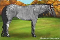Horse Color:Blue Ice Roan  and Blue Ice Roan 