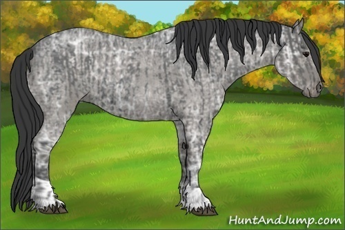 Horse Color:Blue Ice Roan  and Blue Ice Roan 