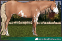 Horse Color:Gold Champagne Sabino  and Gold Champagne Sabino 