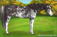 Horse Color:Chocolate Black Sabino  and Black Sabino Splash 