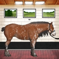 Horse Color:Bay Sabino  and Bay 