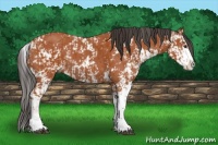 Horse Color:Bay Sabino  and Bay Sabino 