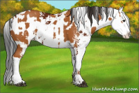 Horse Color:Bay Sabino  and Gray Bay Sabino 