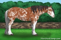 Horse Color:Bay Sabino  and Bay Sabino 