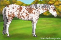 Horse Color:Bay Sabino  and Bay Sabino 