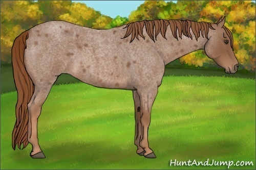 Horse Color:Red Roan 