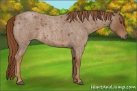 Horse Color:Red Roan 