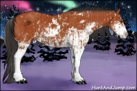 Horse Color:Bay Sabino  and Bay Sabino 