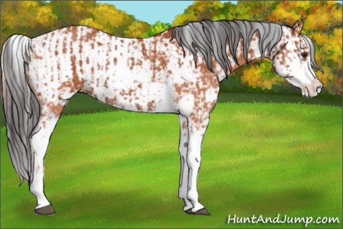 Horse Color:Bay Sabino  and Bay Sabino Rabicano 