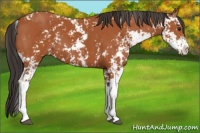 Horse Color:Bay Sabino  and Bay Sabino 