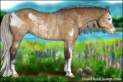 Horse Color:Silver Buckskin Roan Dun Sabino Rabicano Brindle  and Silver Buckskin Roan Dun Sabino Rabicano Brindle 