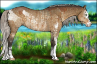 Horse Color:Silver Buckskin Roan Dun Sabino Rabicano Brindle  and Silver Buckskin Roan Dun Sabino Rabicano Brindle 