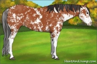 Horse Color:Bay Sabino  and Bay Sabino Splash 