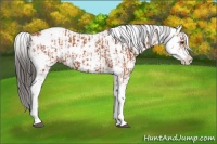 Horse Color:Bay Sabino  and Bay Sabino Rabicano 
