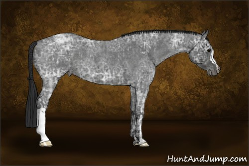 Horse Color:Blue Ice Roan  and Gray Blue Ice Roan 
