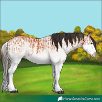 Horse Color:White Spotted Bay Splash  and White Spotted Bay Splash 