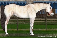 Horse Color:Bay Onyx Sabino Tobiano and Bay Roan Onyx Sabino