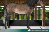 Horse Color:Brown Dun Brindle