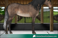 Horse Color:Brown Dun Brindle 