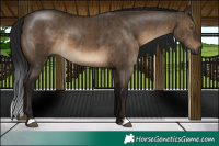 Horse Color:Gray Brown Dun Brindle